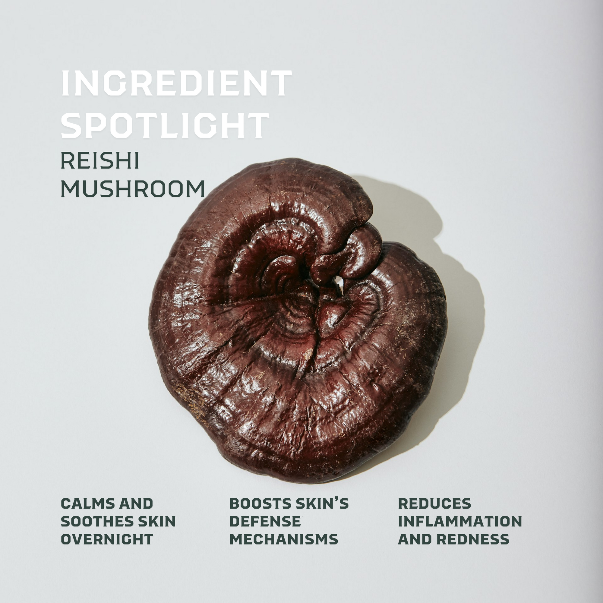 Pre-Order | Evening Serum